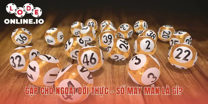 Gặp chó ngoài đời thực cũng hé lộ những con số may mắn